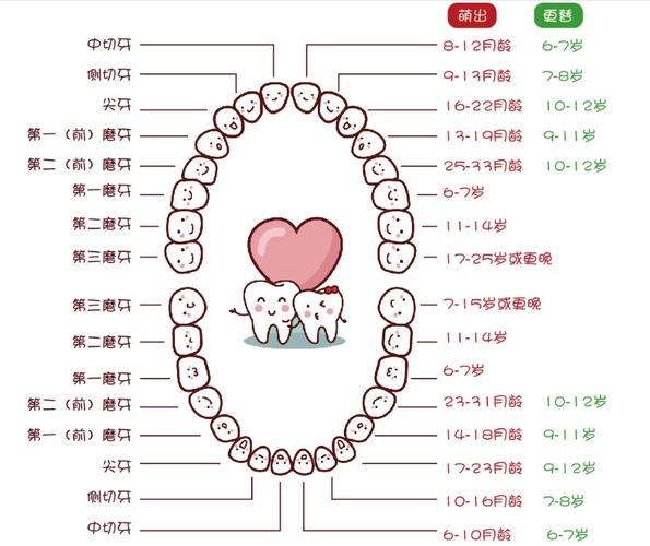 儿童牙齿换牙顺序图