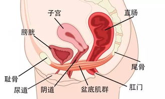 宫颈成熟度加快方法科学指导下的安全策略