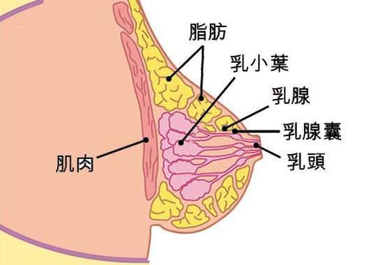 关爱女性健康，了解乳腺小叶增生